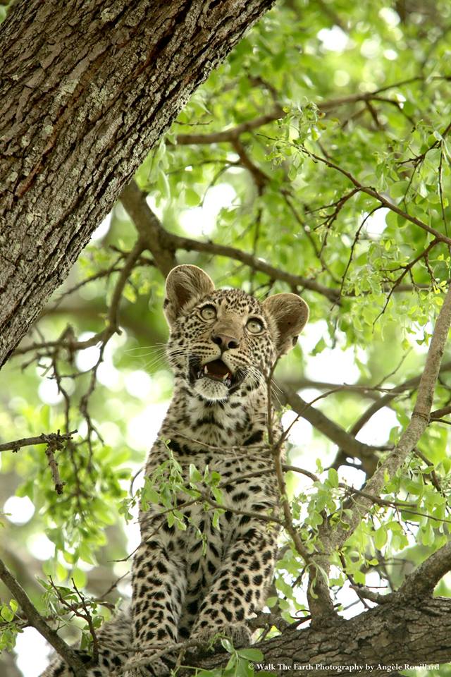 leopard-angele-original