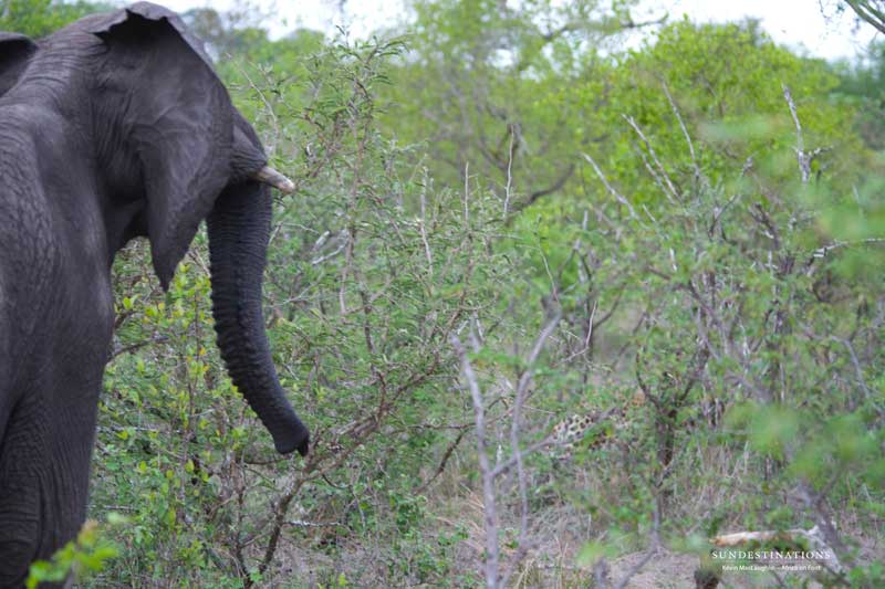 leopard-elephant-kevinmac