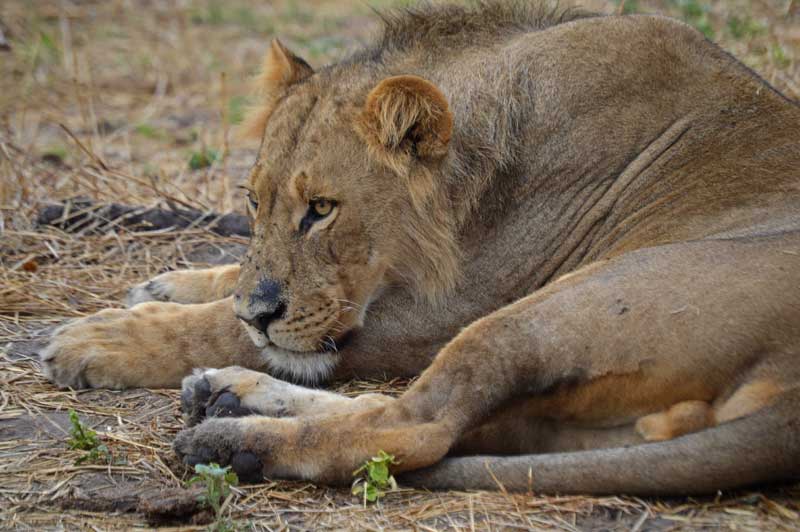 A young male lion in the Savuti. Image by Chloe Cooper.