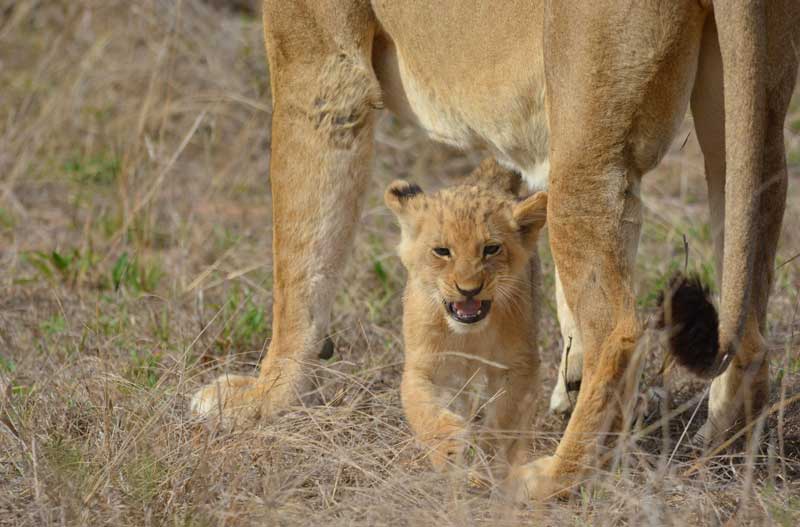 Image by Luan Oosthuizen