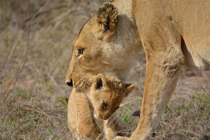 Image by Luan Oosthuizen
