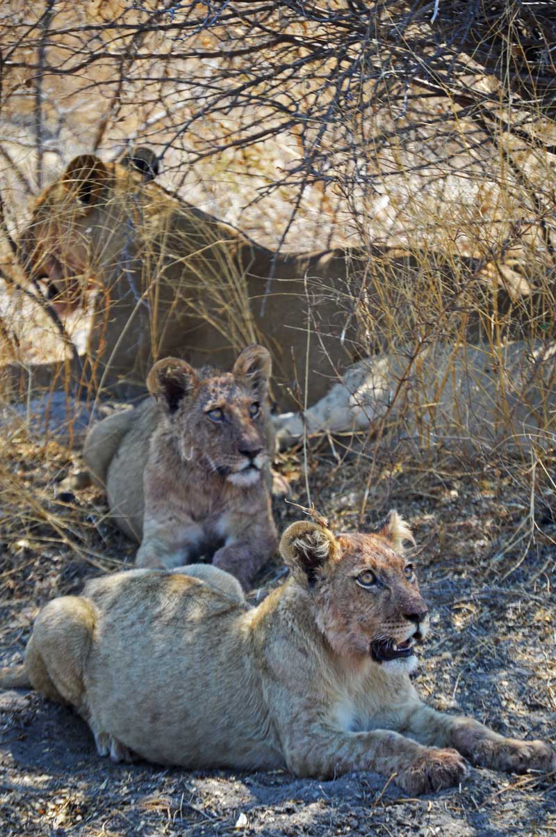 Entertained by the butterflies. A pride of lions relaxes in the shade after a big meal in the Central Kalahari Game Reserve. Image by Chloe Cooper.