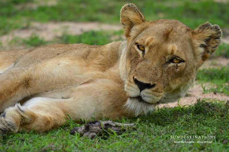 lioness-aof-kevinmac