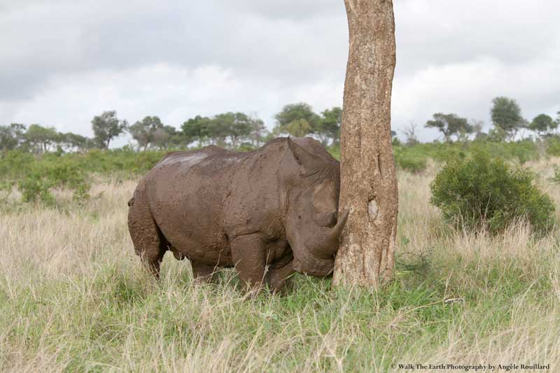 Rhino having a rub. Image by Angele Rouillard.