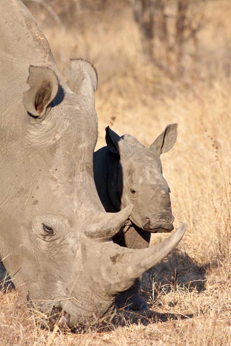 Image by Jochen Van de Perre