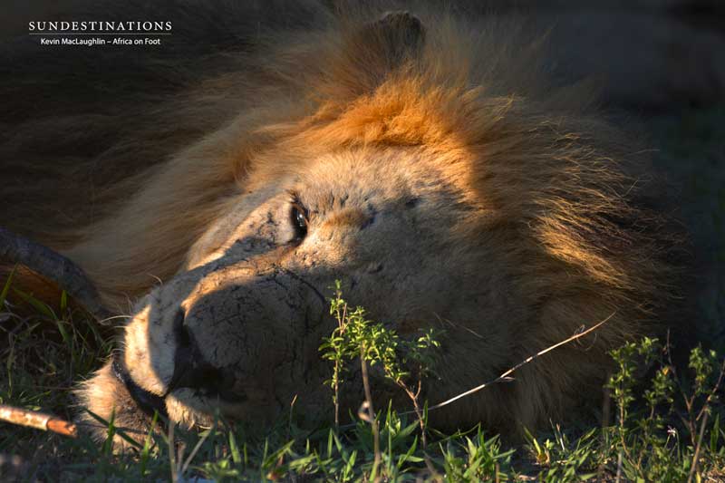 trilogy-aof-kevinmac