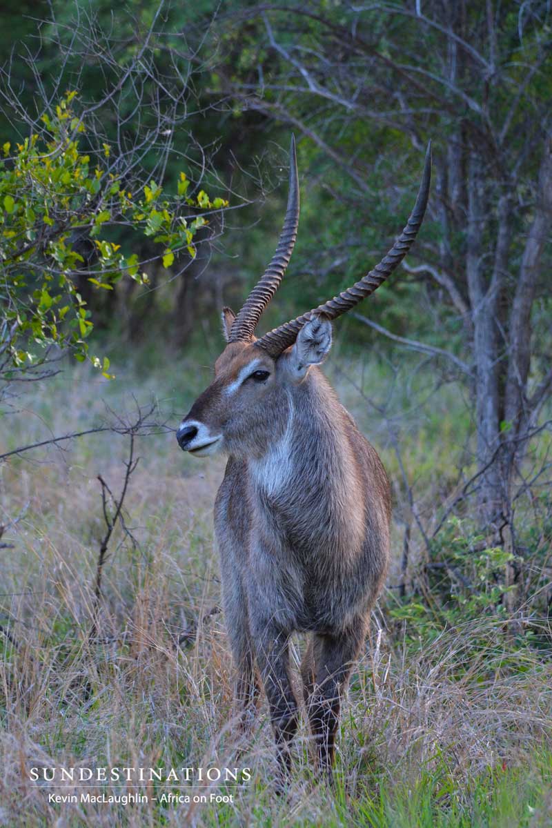 waterbuck-nthambo-kevinmac