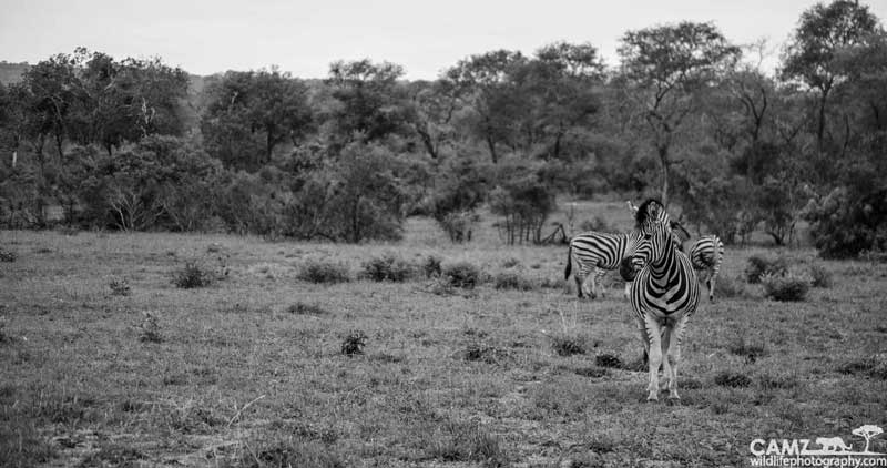 zebra-bw-cam