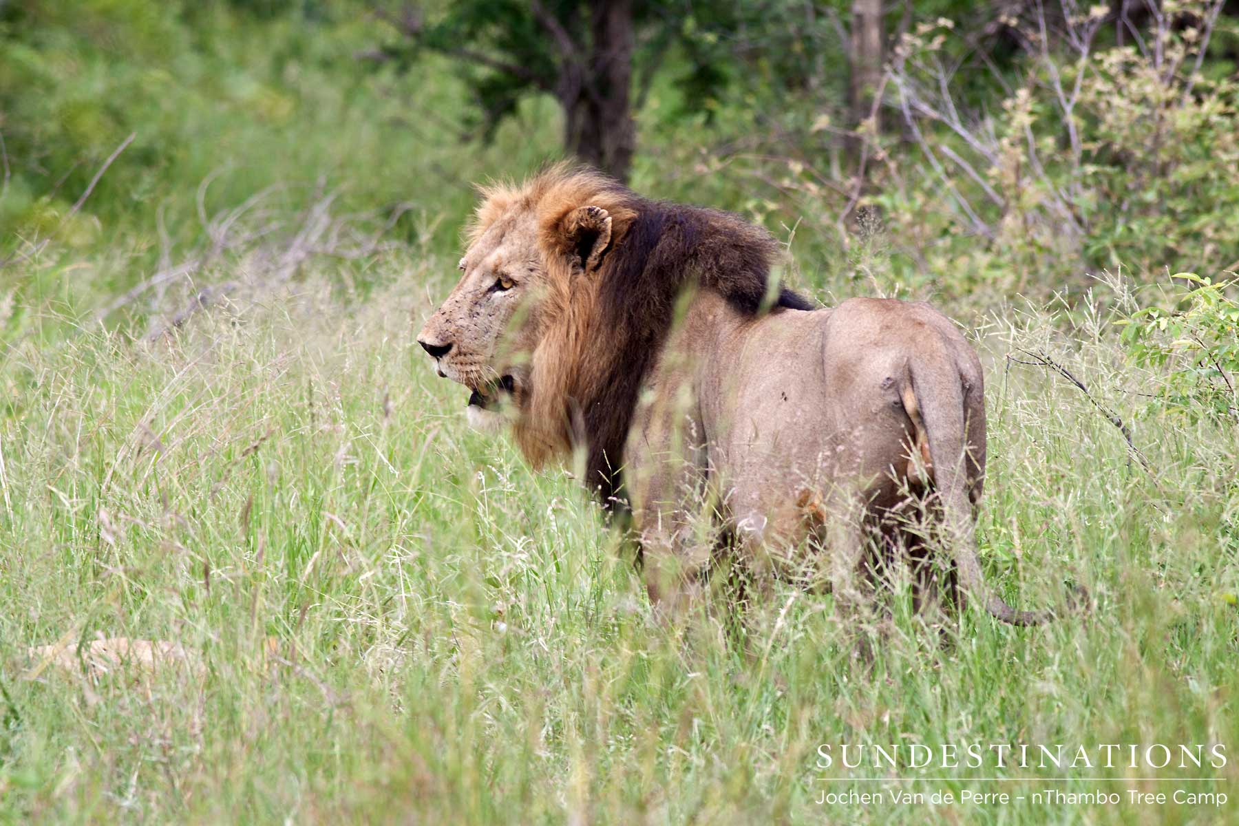 Lion 1 This is a caption