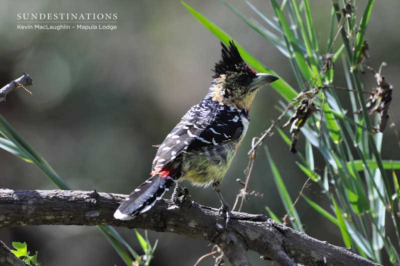 Crested barbet.