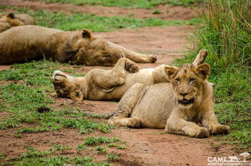 Styx Pride cubs having an afternoon siesta at Umkumbe Safari Lodge.
