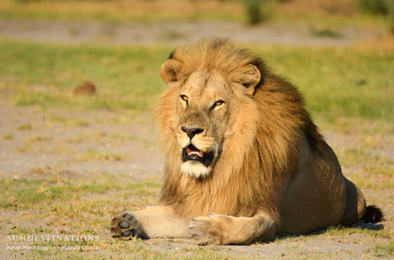 lion-delta-4-kevinmac