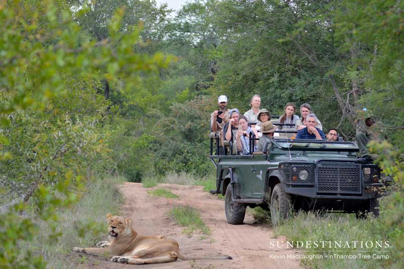 One of the Ross Pride breakaway lionesses, enjoying the cool morning.