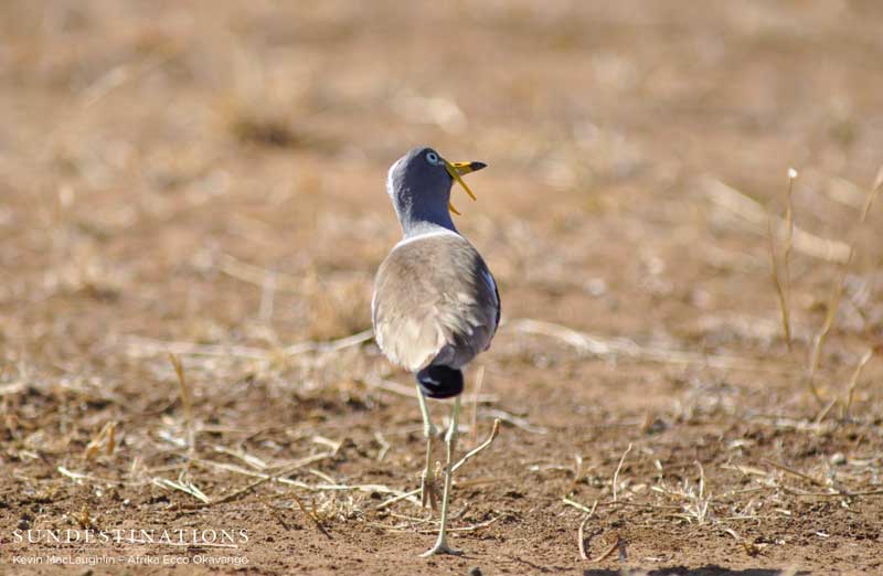 White-crowned lapwing.