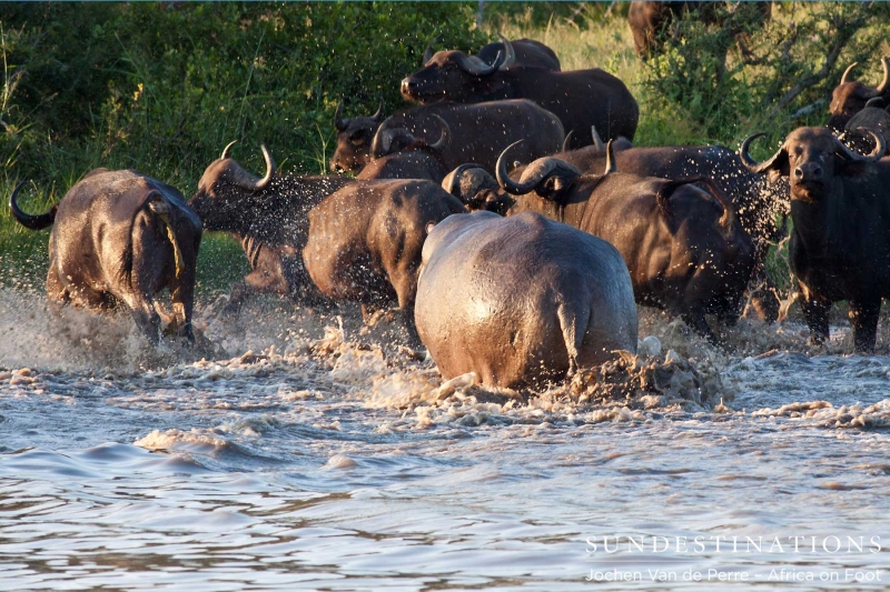 Buffalo4-e1424258812269 Buffalo4-e1424258812269