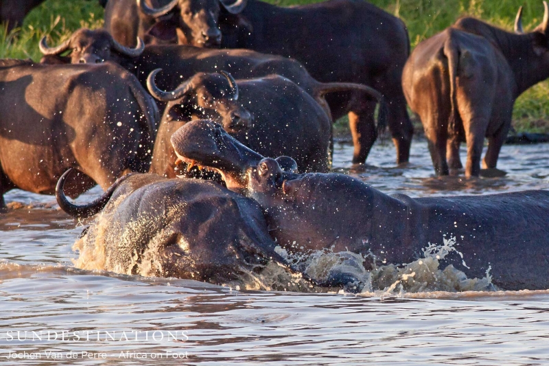 Buffalo5-e1424260912315 Buffalo5-e1424260912315