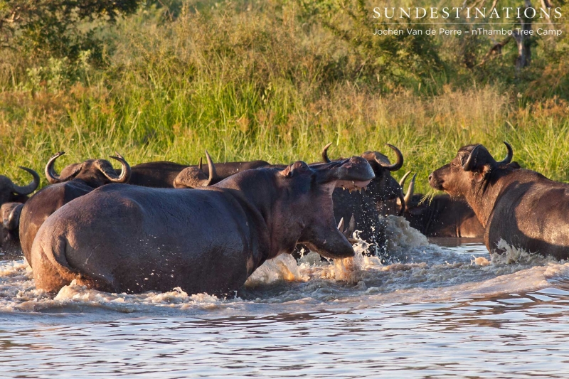 Buffalo7-e1424265793237 Buffalo7-e1424265793237