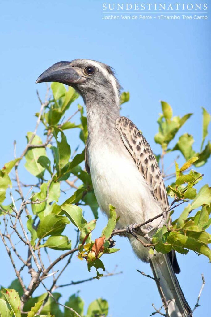 Ghornbill-jochen Ghornbill-jochen