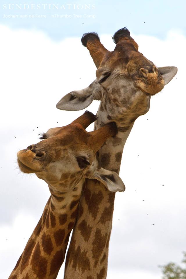 Giraffe3 Giraffe3