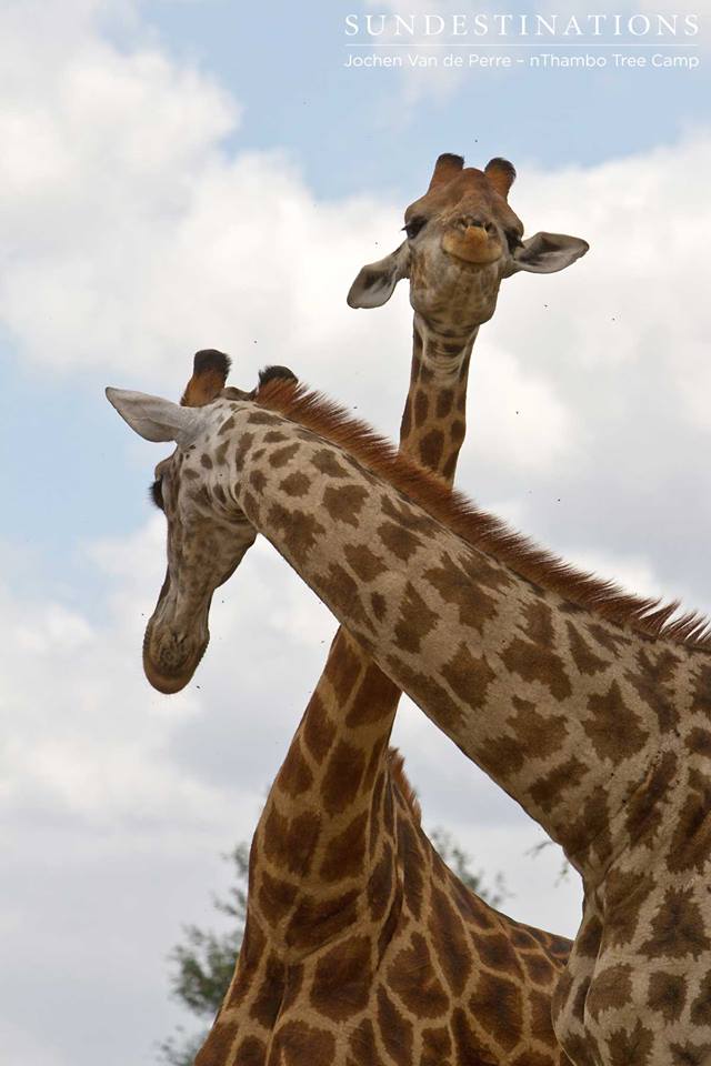 Giraffe7 Giraffe7