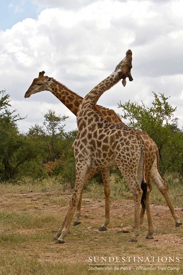 Giraffe8 Giraffe8
