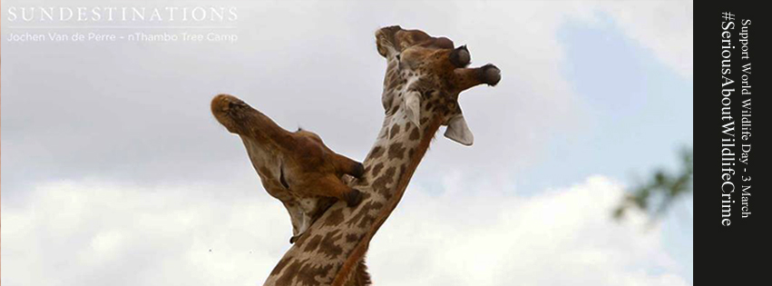 SDWildlifeGiraffe SDWildlifeGiraffe