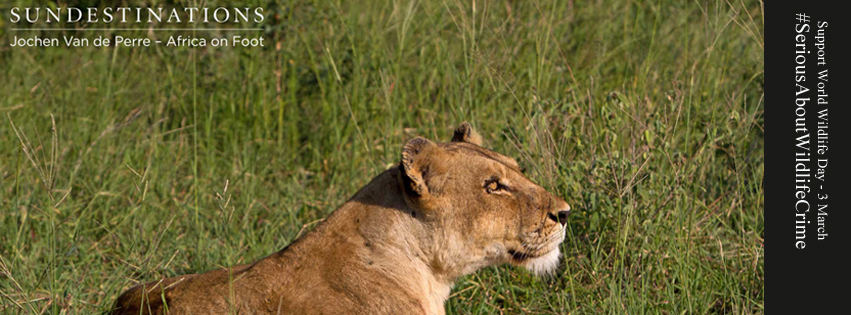 SDWildlifeLion SDWildlifeLion