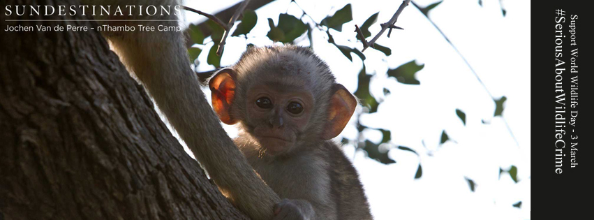 SDWildlifeVervetMonkey SDWildlifeVervetMonkey