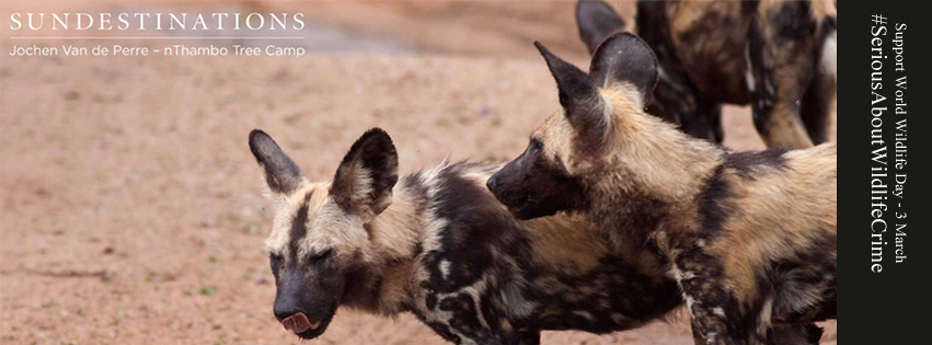 SDWildlifeWildDogs SDWildlifeWildDogs
