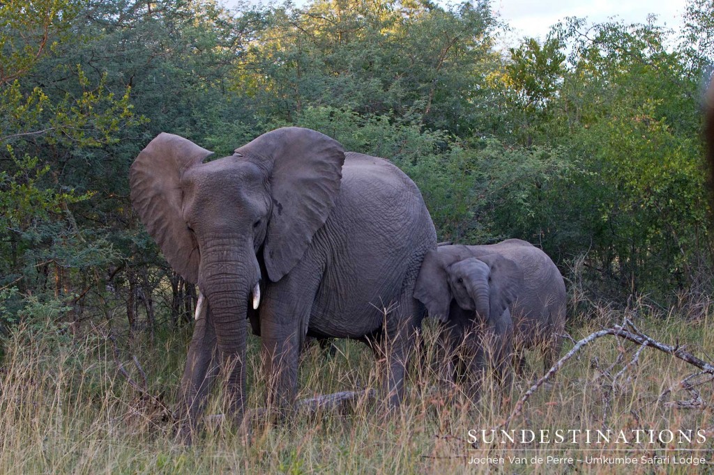 WIPElephants-1024x682 WIPElephants-1024x682