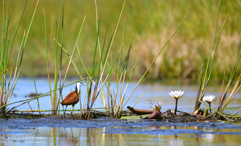 WIPJacana-1024x620 WIPJacana-1024x620