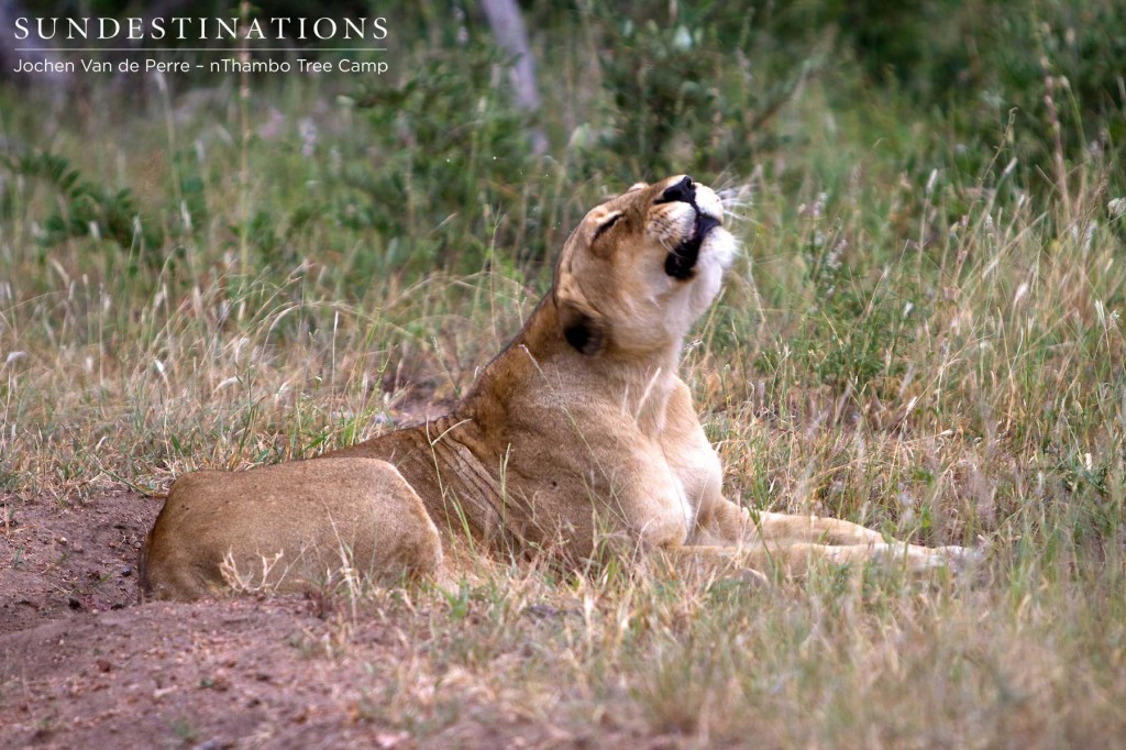 WIPLion-1024x682 WIPLion-1024x682