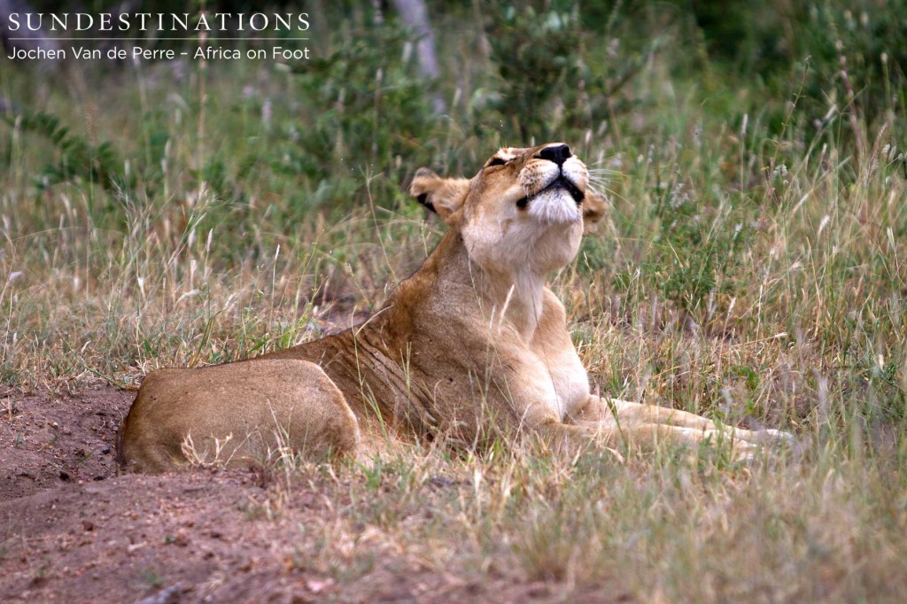 WIPLionAOF2-1024x682 WIPLionAOF2-1024x682