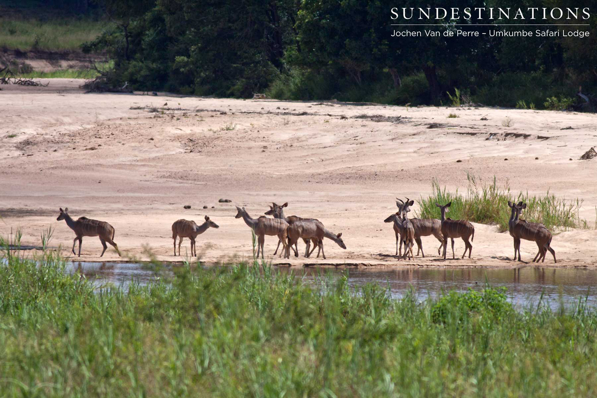 View from your lodge at Umkumbe Safari Lodge - the Sand River View from your lodge at Umkumbe Safari Lodge - the Sand River
