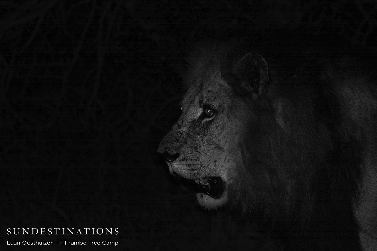 One of the Trilogy Males from the lions in the Klaserie Private Nature Reserve One of the Trilogy Males from the lions in the Klaserie Private Nature Reserve