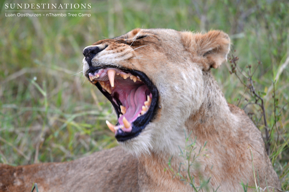 Ross Pride female yawning Ross Pride female yawning