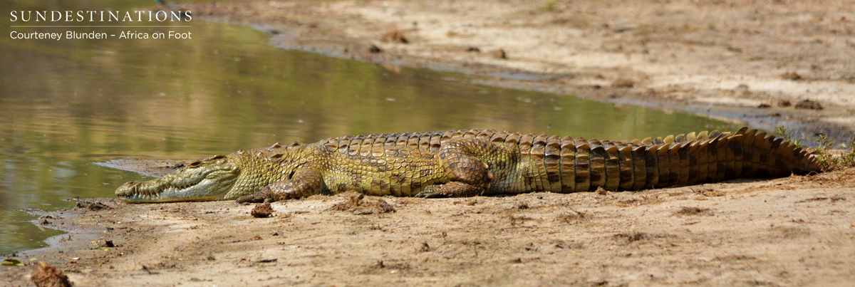 Nile Crocodile basks in the sun on the Africa on Foot and nThambo Traverse Nile Crocodile basks in the sun on the Africa on Foot and nThambo Traverse
