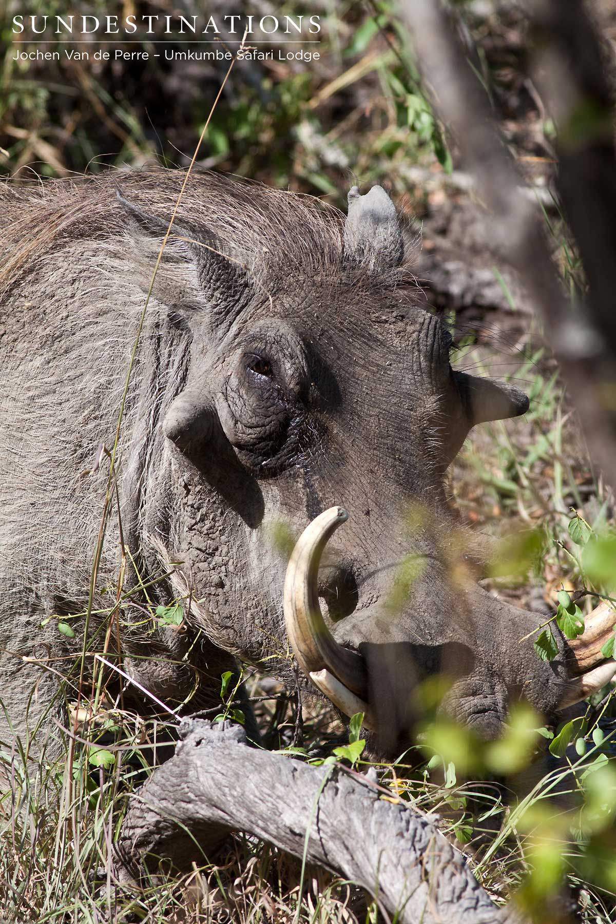 Warthog are in abundance in the Sabi Wildtuin Warthog are in abundance in the Sabi Wildtuin