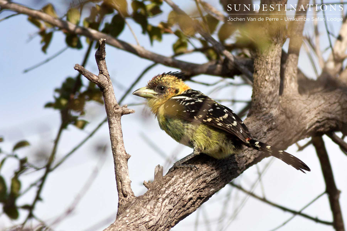 Birds of the Klaserie Private Nature Reserve Birds of the Klaserie Private Nature Reserve