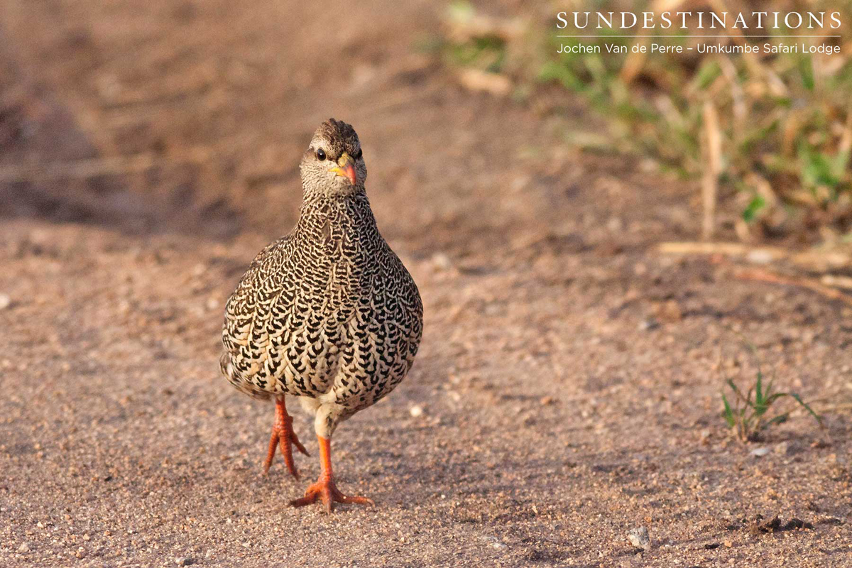 Crested francolin wandering down the road Crested francolin wandering down the road