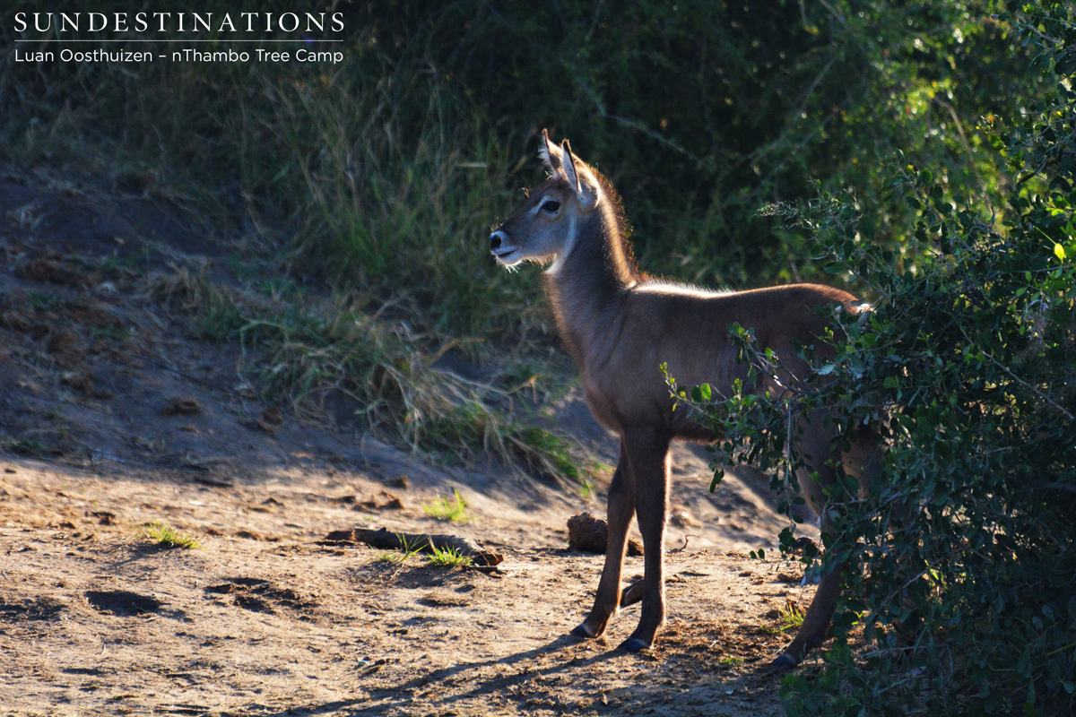 Waterbuck calf testing the new surrounds Waterbuck calf testing the new surrounds