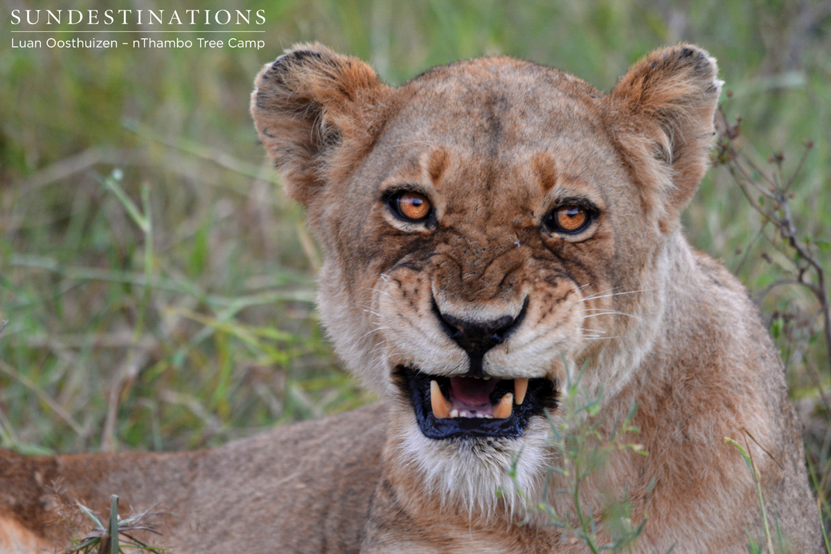 Ross Pride breakaway female snarls at the camera Ross Pride breakaway female snarls at the camera