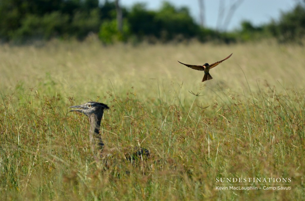 WIPSAvuti2-1024x676 WIPSAvuti2-1024x676