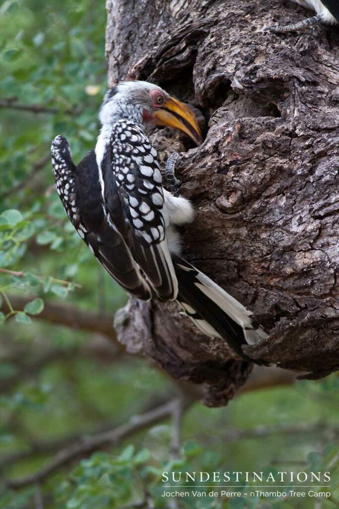 YBhornbill-aof-jochen YBhornbill-aof-jochen