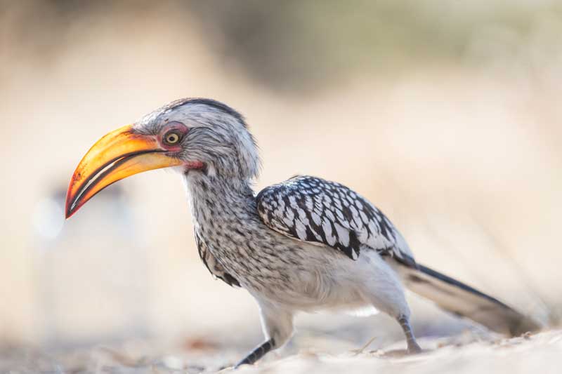 YBhornbill-emgatland YBhornbill-emgatland