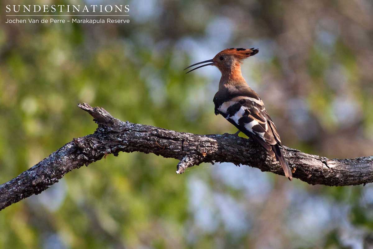 African hoopoe poses on a branch African hoopoe poses on a branch
