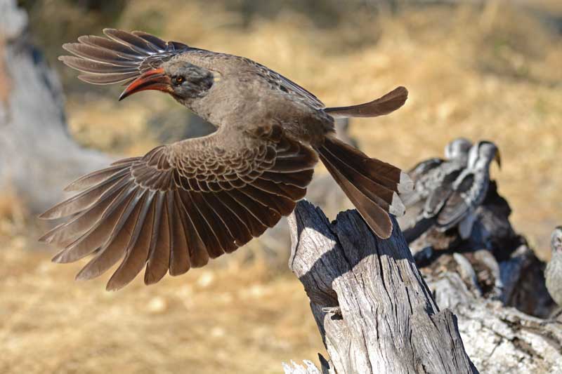 bradfields-hornbill-kevin bradfields-hornbill-kevin