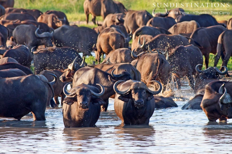 buffalo3-e1424257879300 buffalo3-e1424257879300