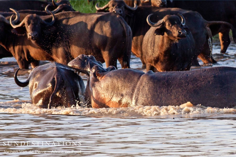 buffalo6-e1424264562427 buffalo6-e1424264562427