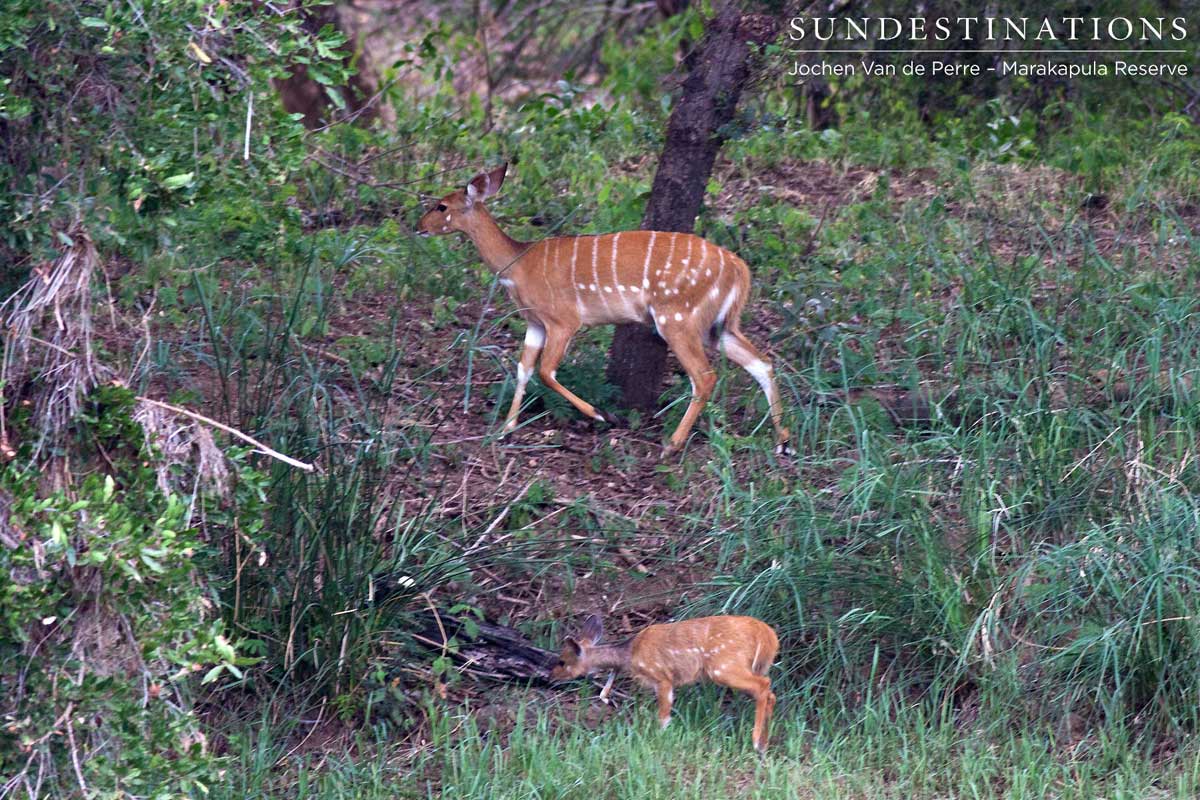 Bushbuck mother and baby spotted in the Marakapula Reserve Bushbuck mother and baby spotted in the Marakapula Reserve
